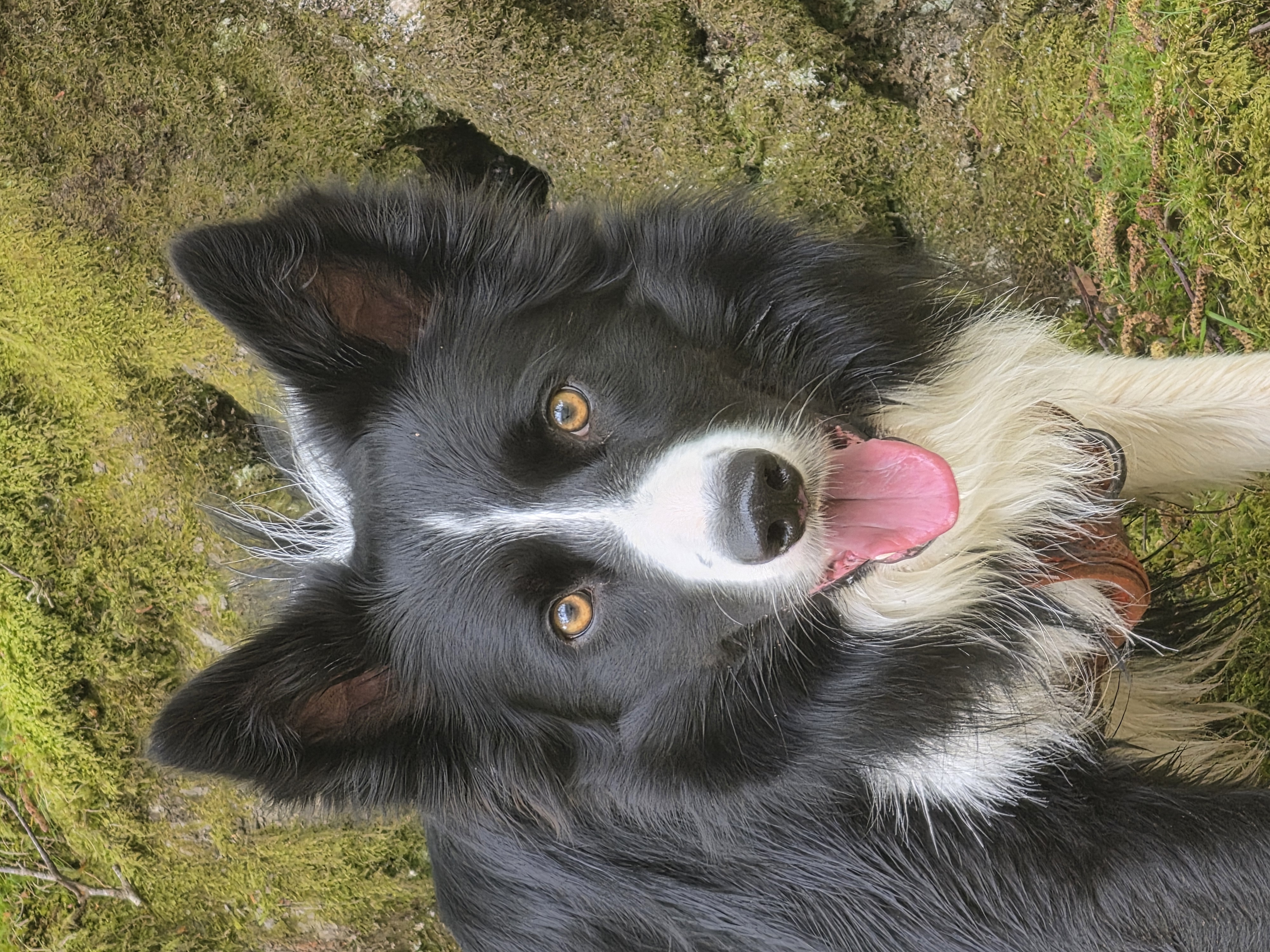 The real Bryn, a black-and-white border collie with amber eyes and upright ears, beside moss-covered rocks